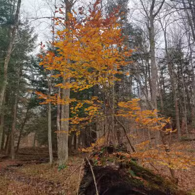 Winona State Forest Trail Head - Lacona, NY