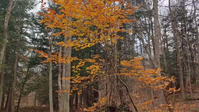 Winona State Forest Trail Head - Lacona, NY