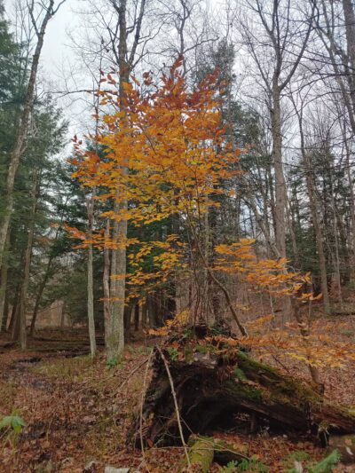 Winona State Forest Trail Head - Lacona, NY