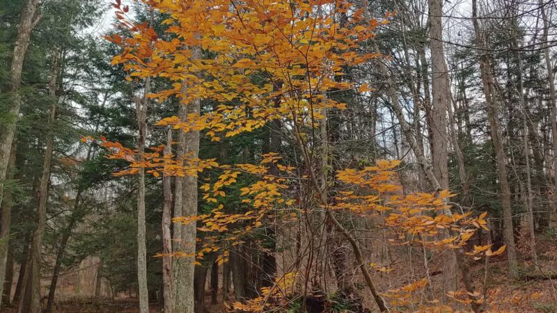Winona State Forest Trail Head - Lacona, NY