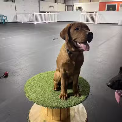 Canine Connection, LLC - Laconia, NH