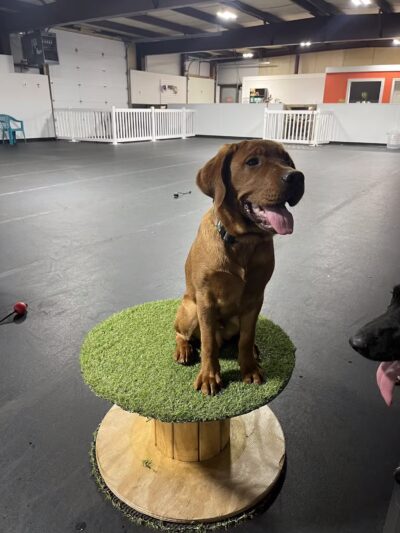 Canine Connection, LLC - Laconia, NH
