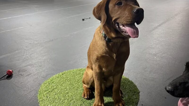 Canine Connection, LLC - Laconia, NH