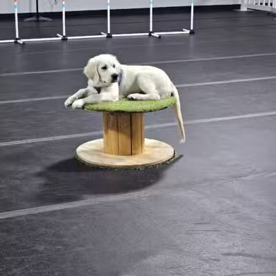 Canine Connection, LLC - Laconia, NH