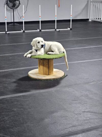 Canine Connection, LLC - Laconia, NH