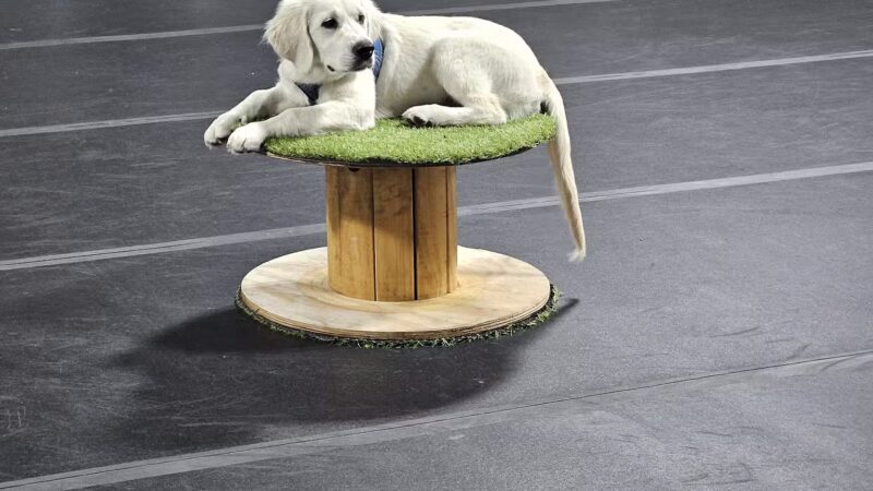 Canine Connection, LLC - Laconia, NH