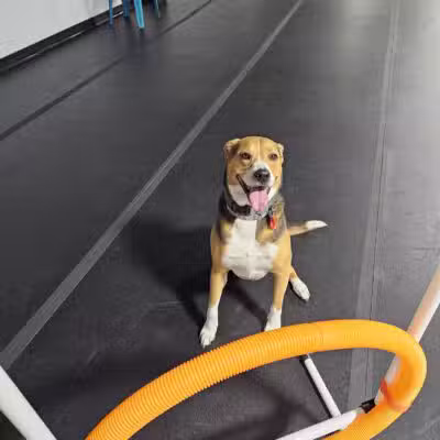 Canine Connection, LLC - Laconia, NH