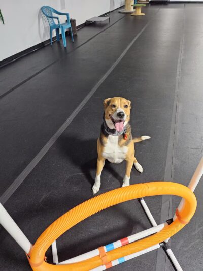 Canine Connection, LLC - Laconia, NH