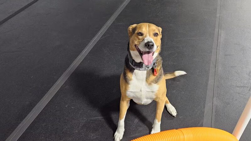 Canine Connection, LLC - Laconia, NH