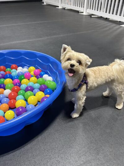 Canine Connection, LLC - Laconia, NH