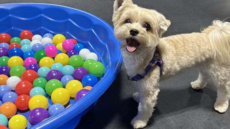 Canine Connection, LLC - Laconia, NH