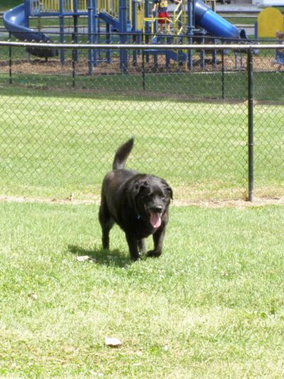 Dog Park Association of Greater Lafayette - Lafayette, IN