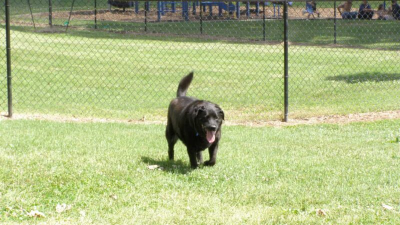 Dog Park Association of Greater Lafayette - Lafayette, IN