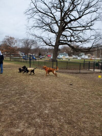 Dog Park Association of Greater Lafayette - Lafayette, IN