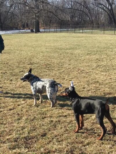 Dog Park Association of Greater Lafayette - Lafayette, IN