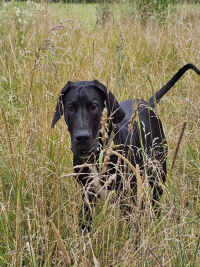 Max Playground - Lafayette, IN