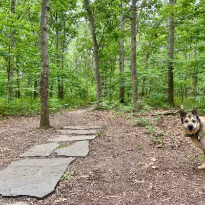 Robert J. Henke Nature Preserve Passive Park - Lake Grove, NY