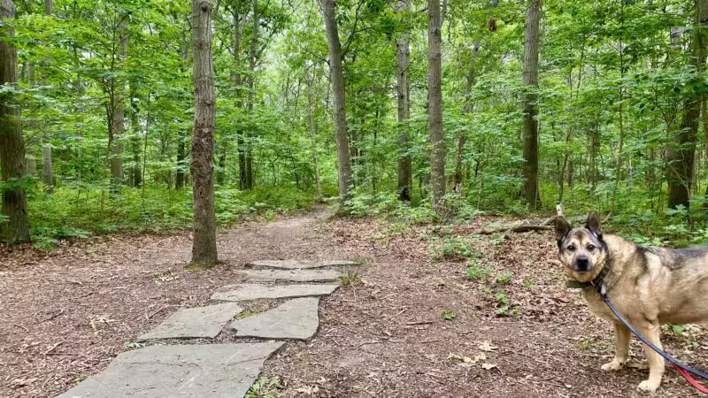 Robert J. Henke Nature Preserve Passive Park - Lake Grove, NY