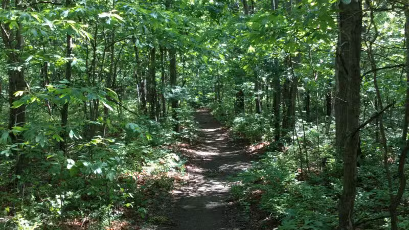 Robert J. Henke Nature Preserve Passive Park - Lake Grove, NY