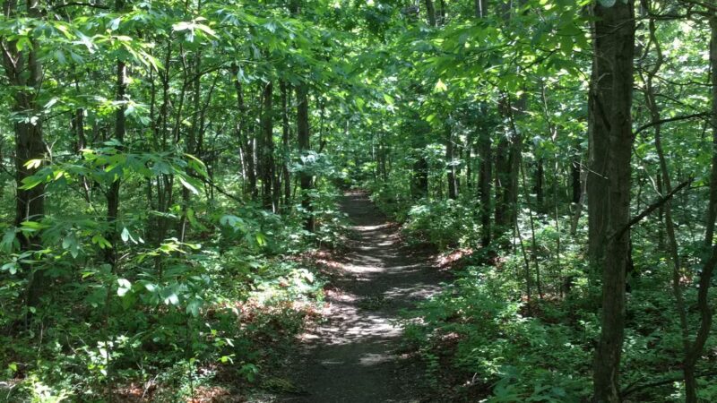 Robert J. Henke Nature Preserve Passive Park - Lake Grove, NY