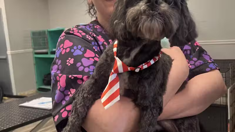 Bark Ave Bath & Biscuit Grooming - Lake Ronkonkoma, NY