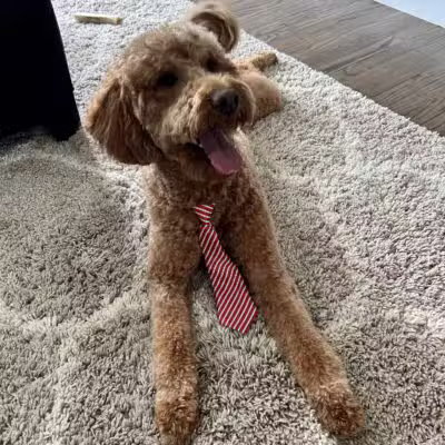 Bark Ave Bath & Biscuit Grooming - Lake Ronkonkoma, NY