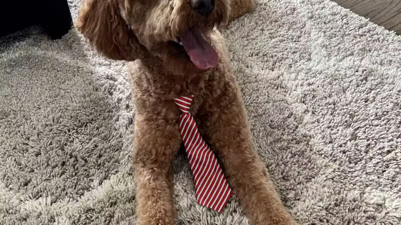 Bark Ave Bath & Biscuit Grooming - Lake Ronkonkoma, NY