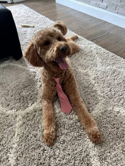 Bark Ave Bath & Biscuit Grooming - Lake Ronkonkoma, NY