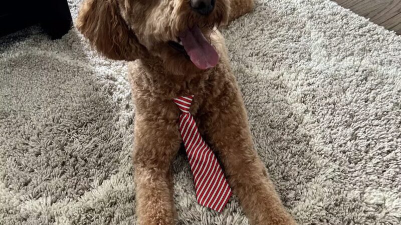 Bark Ave Bath & Biscuit Grooming - Lake Ronkonkoma, NY