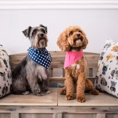 Bark Ave Bath & Biscuit Grooming - Lake Ronkonkoma, NY