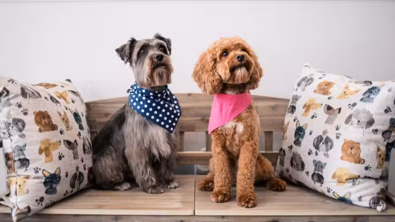 Bark Ave Bath & Biscuit Grooming - Lake Ronkonkoma, NY