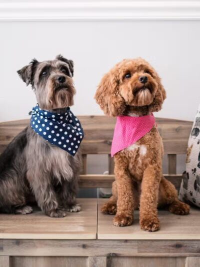 Bark Ave Bath & Biscuit Grooming - Lake Ronkonkoma, NY