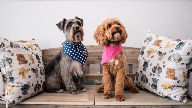 Bark Ave Bath & Biscuit Grooming - Lake Ronkonkoma, NY