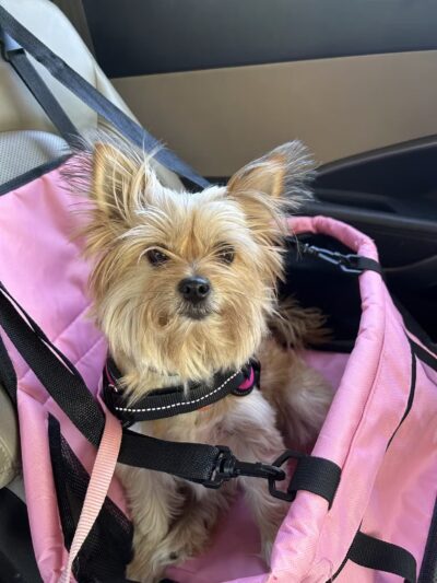 Bark Ave Bath & Biscuit Grooming - Lake Ronkonkoma, NY