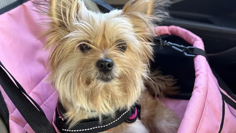 Bark Ave Bath & Biscuit Grooming - Lake Ronkonkoma, NY