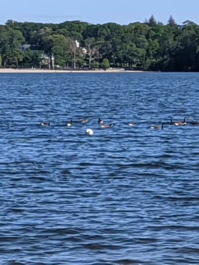 Lake Ronkonkoma County Park Home of Syag Sports - Lake Ronkonkoma, NY