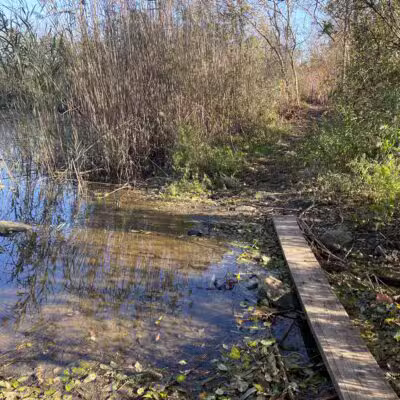 Lily Pond County Park - Lake Ronkonkoma, NY