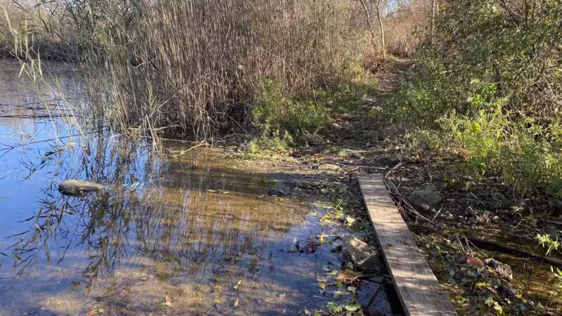 Lily Pond County Park - Lake Ronkonkoma, NY