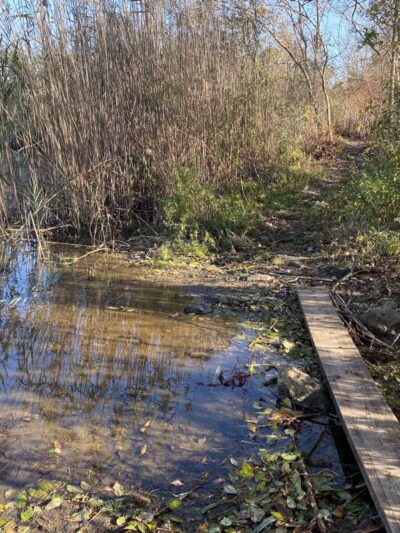 Lily Pond County Park - Lake Ronkonkoma, NY