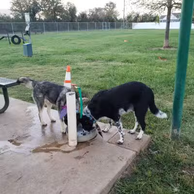 Lake Worth Dog Park - Lake Worth, TX