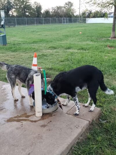 Lake Worth Dog Park - Lake Worth, TX