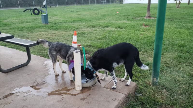Lake Worth Dog Park - Lake Worth, TX