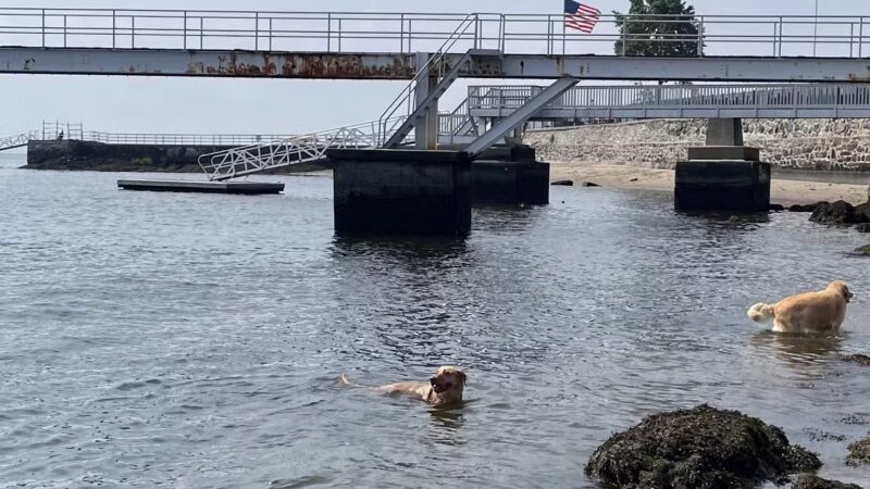 Larchmont Dog Beach - Larchmont, NY