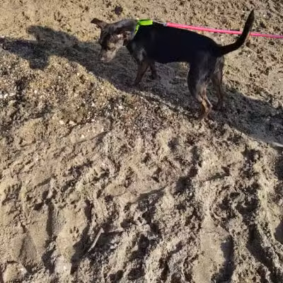 Larchmont Dog Beach - Larchmont, NY
