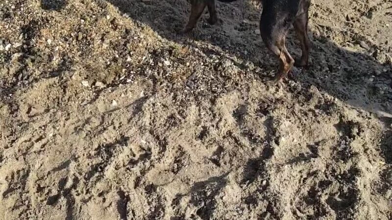 Larchmont Dog Beach - Larchmont, NY