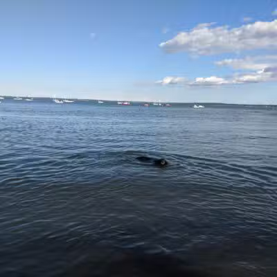 Larchmont Dog Beach - Larchmont, NY