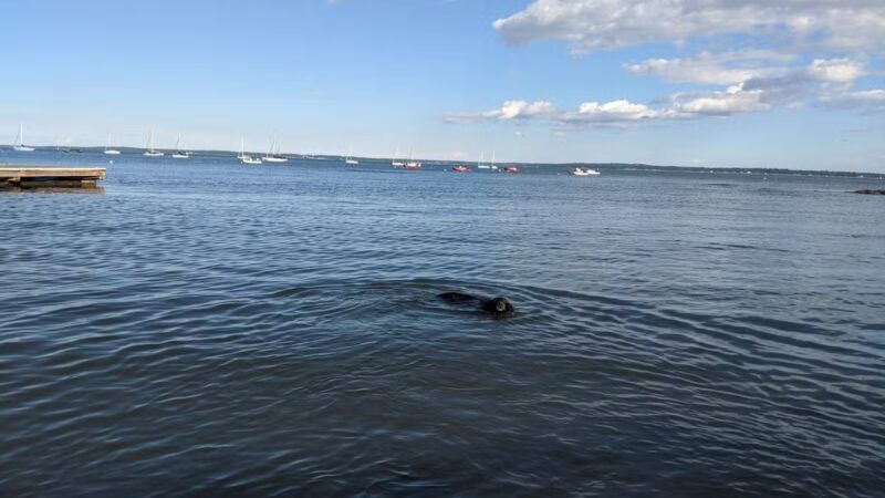 Larchmont Dog Beach - Larchmont, NY