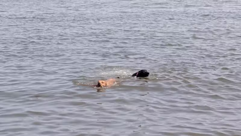 Larchmont Dog Beach - Larchmont, NY