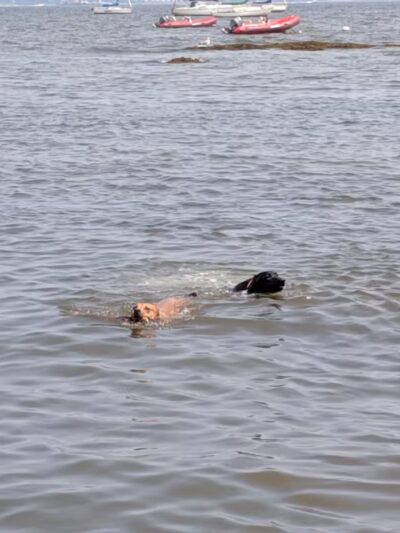 Larchmont Dog Beach - Larchmont, NY
