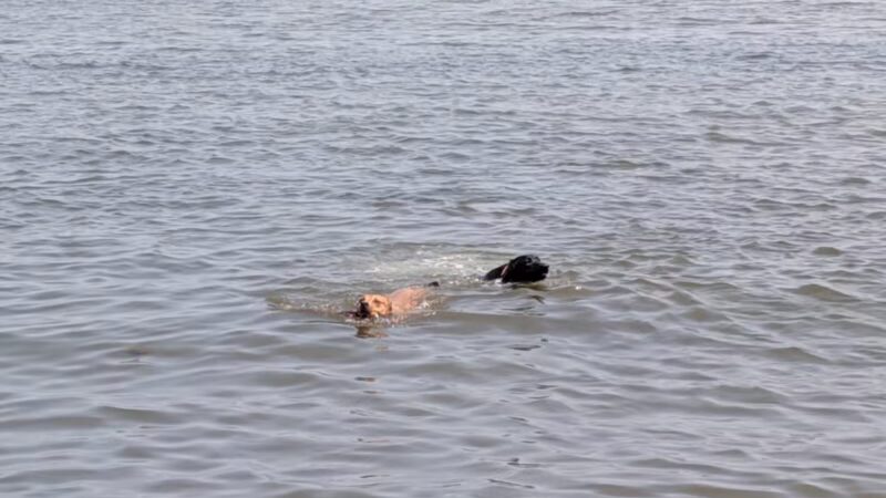 Larchmont Dog Beach - Larchmont, NY
